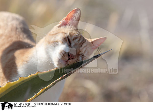 Hauskatze Portrait / cat portrait / JM-01068