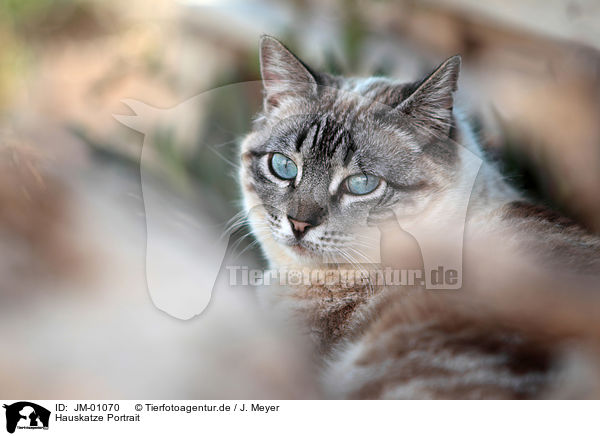 Hauskatze Portrait / cat portrait / JM-01070