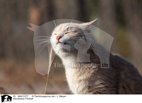 Hauskatze Portrait / cat portrait / JM-01077