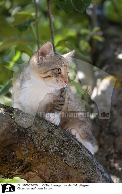 Ktzchen auf dem Baum / kitten on the tree / MW-07620