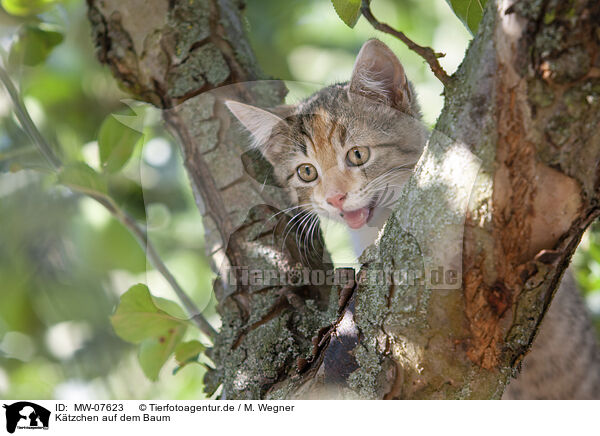 Ktzchen auf dem Baum / kitten on the tree / MW-07623