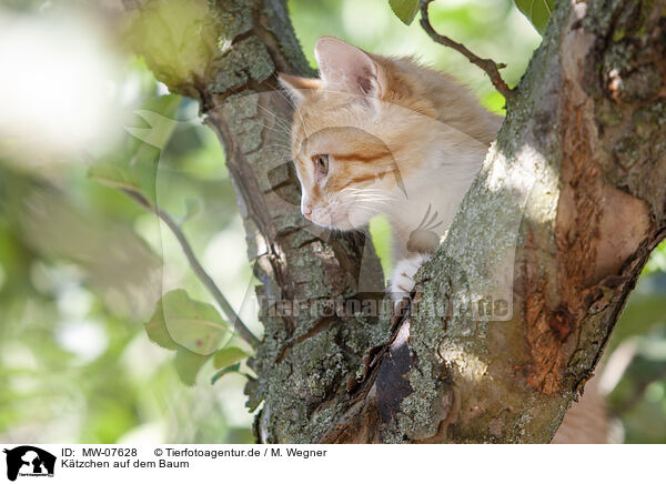Ktzchen auf dem Baum / kitten on the tree / MW-07628