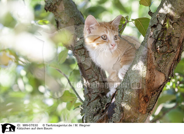 Ktzchen auf dem Baum / kitten on the tree / MW-07630