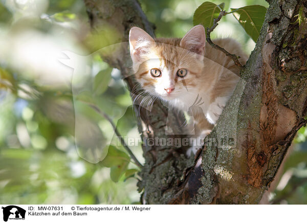 Ktzchen auf dem Baum / kitten on the tree / MW-07631