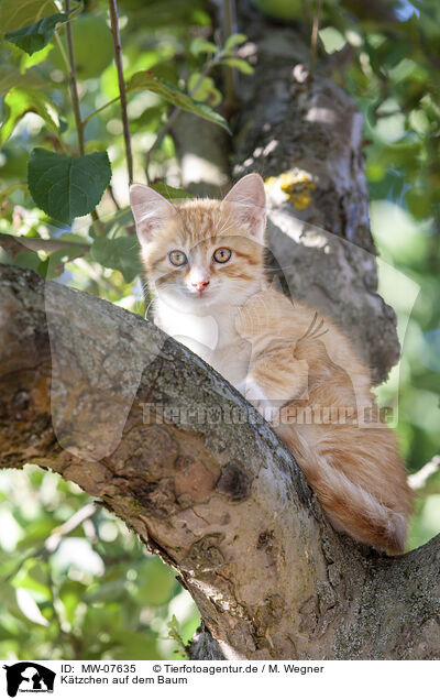 Ktzchen auf dem Baum / kitten on the tree / MW-07635