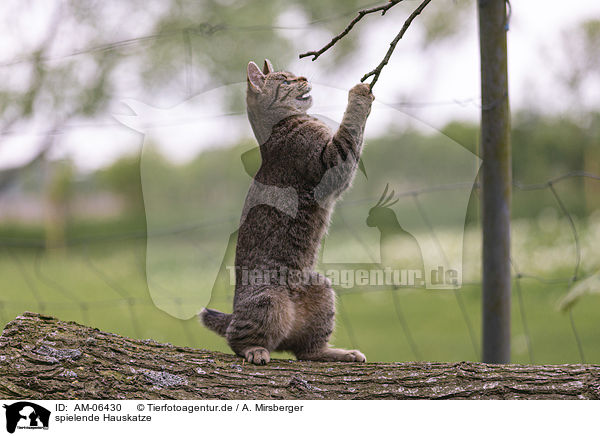 spielende Hauskatze / playing cat / AM-06430