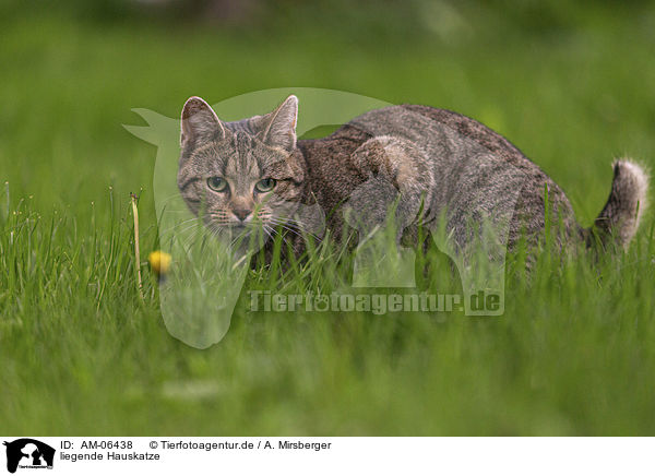 liegende Hauskatze / lying cat / AM-06438