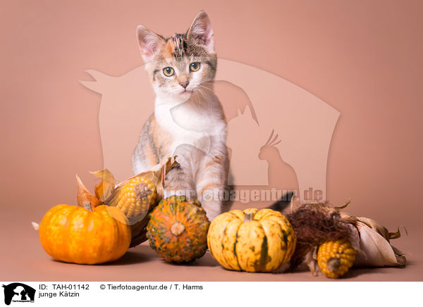 junge Ktzin / young she-cat / TAH-01142