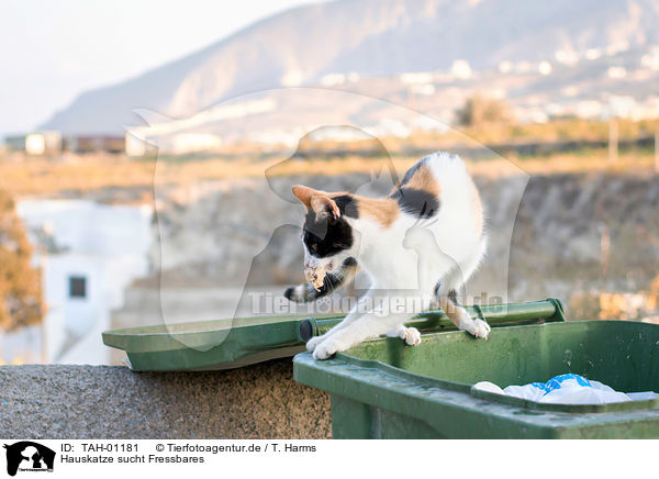 Hauskatze sucht Fressbares / cat looks for food / TAH-01181