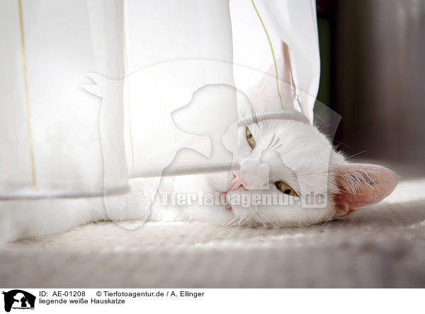 liegende weie Hauskatze / lying white domestic cat / AE-01208