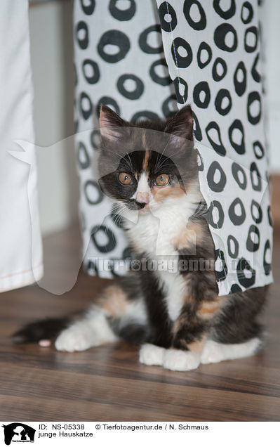 junge Hauskatze / NS-05338