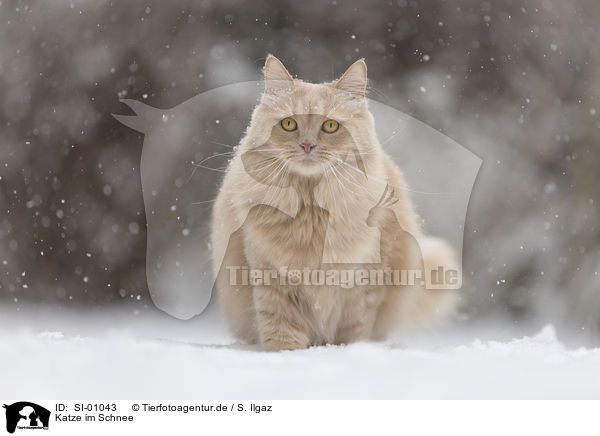 Katze im Schnee / SI-01043