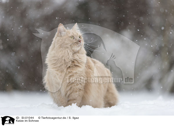 Katze im Schnee / SI-01044