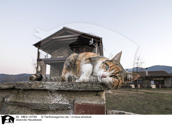 sitzende Hauskatze / MBS-19768