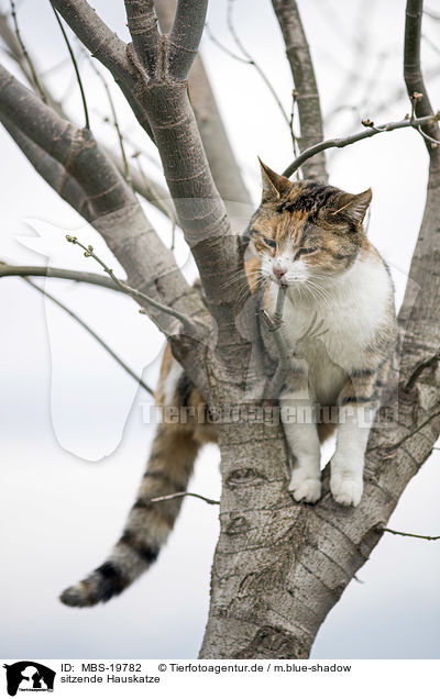 sitzende Hauskatze / sitting Cat / MBS-19782