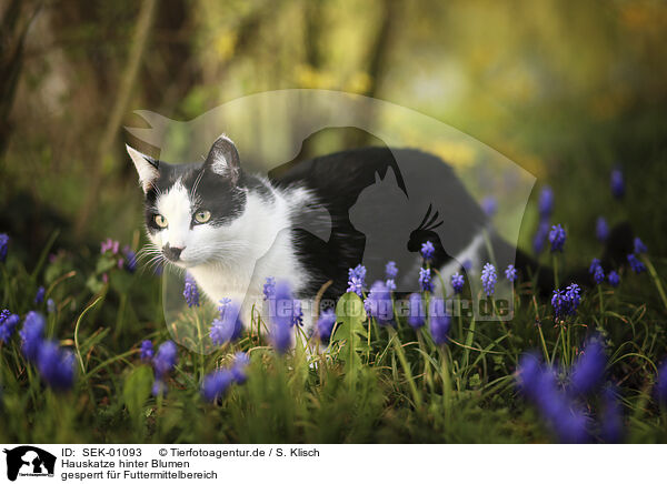 Hauskatze hinter Blumen / Domestic Cat behind flowers / SEK-01093
