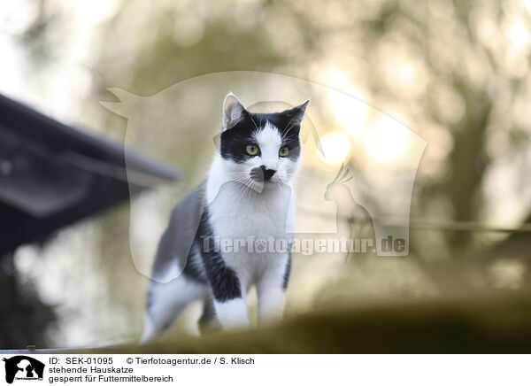 stehende Hauskatze / standing Domestic Cat / SEK-01095