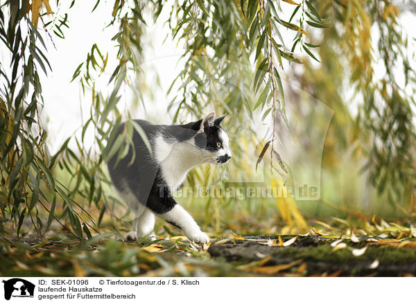laufende Hauskatze / walking Domestic Cat / SEK-01096