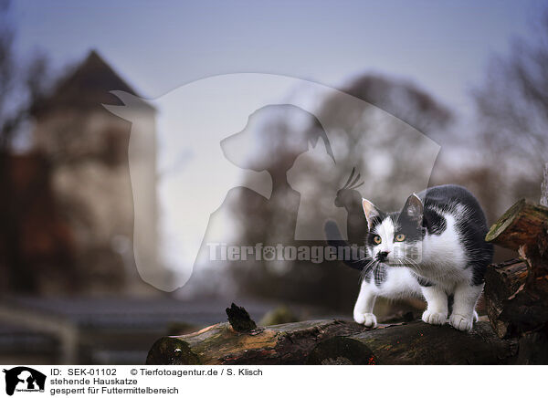 stehende Hauskatze / standing Domestic Cat / SEK-01102