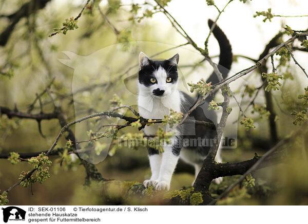 stehende Hauskatze / standing Domestic Cat / SEK-01106