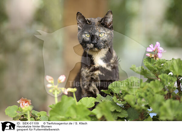 Hauskatze hinter Blumen / Domestic Cat behind flowers / SEK-01109