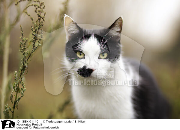 Hauskatze Portrait / Domestic Cat portrait / SEK-01110
