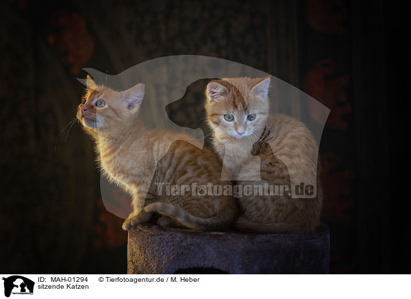sitzende Katzen / sitting Cats / MAH-01294
