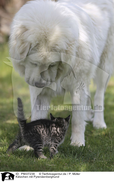 Ktzchen mit Pyrenenberghund / Kitten with Pyrenean Mountain Dog / PM-07238