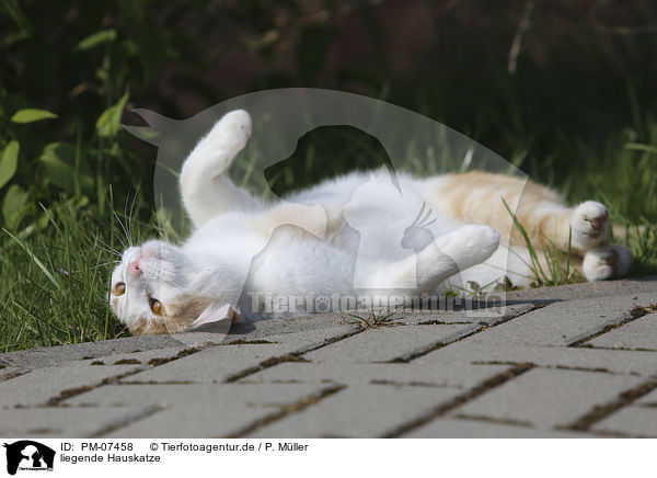 liegende Hauskatze / lying Domestic Cat / PM-07458
