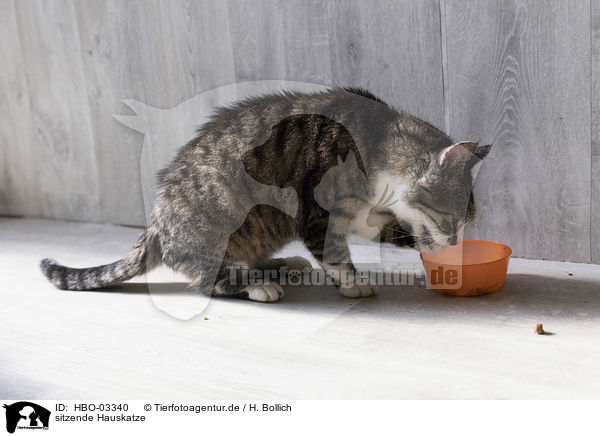 sitzende Hauskatze / sitting Domestic Cat / HBO-03340