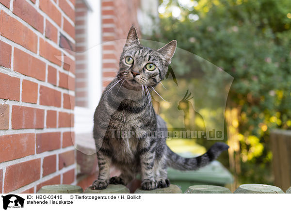 stehende Hauskatze / standing Domestic Cat / HBO-03410
