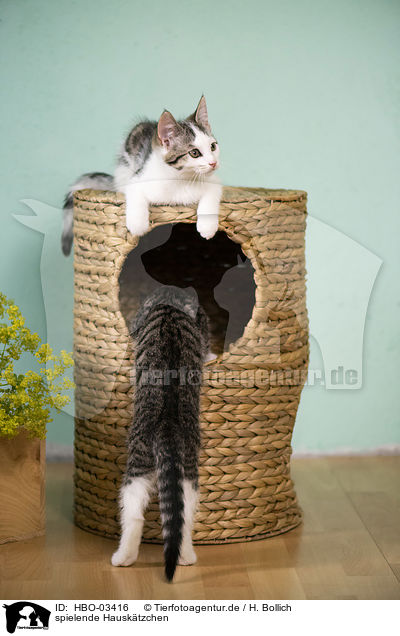 spielende Hausktzchen / playing Domestic Kitten / HBO-03416