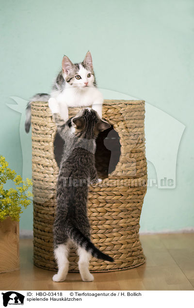 spielende Hausktzchen / playing Domestic Kitten / HBO-03418