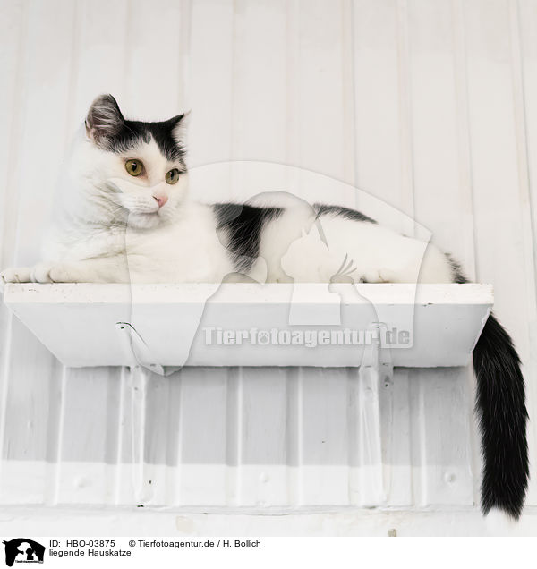 liegende Hauskatze / lying cat / HBO-03875