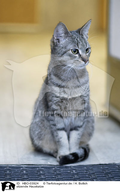 sitzende Hauskatze / sitting cat / HBO-03924