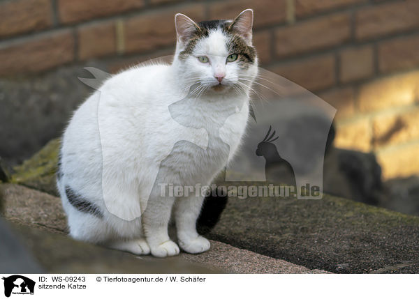 sitzende Katze / sitting cat / WS-09243