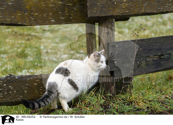 Katze / cat / WS-09252