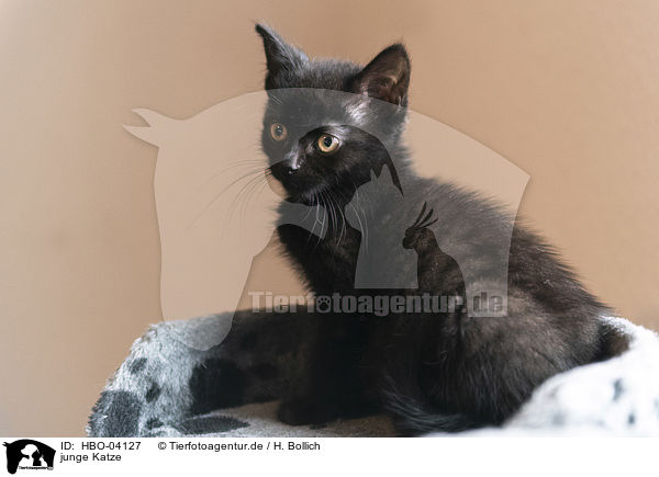 junge Katze / young cat / HBO-04127