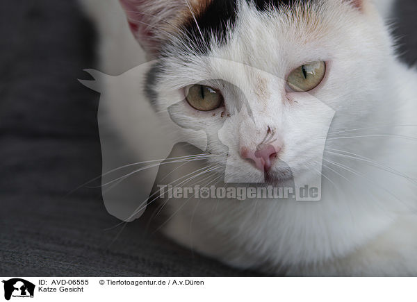 Katze Gesicht / cat face / AVD-06555