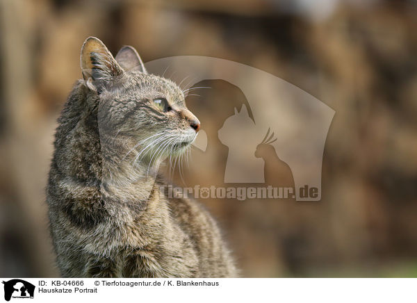 Hauskatze Portrait / Domestic Cat portrait / KB-04666