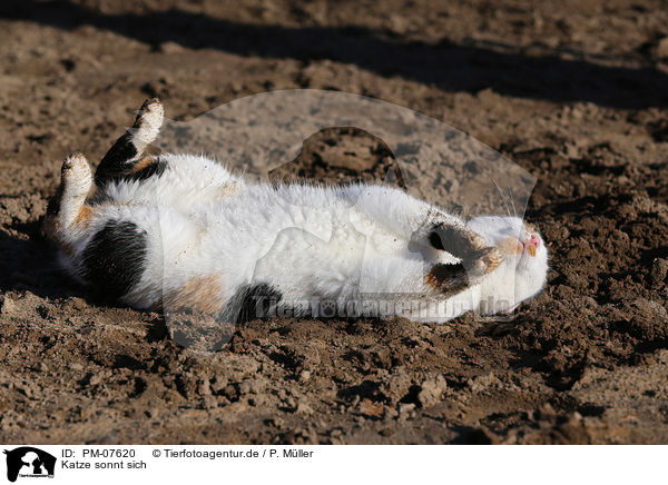 Katze sonnt sich / cat lying in the sun / PM-07620