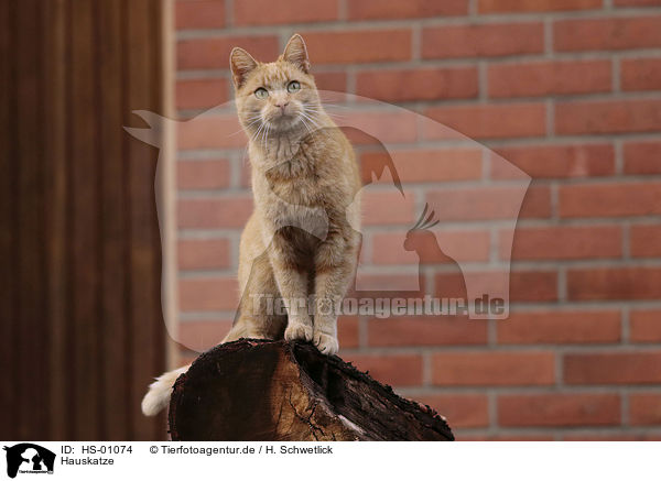 Hauskatze / domestic cat / HS-01074