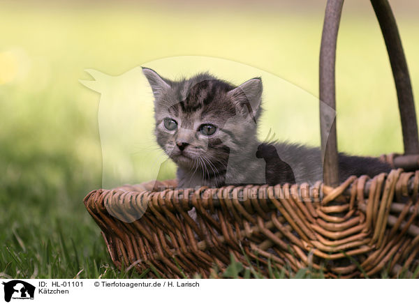Ktzchen / Kitten / HL-01101