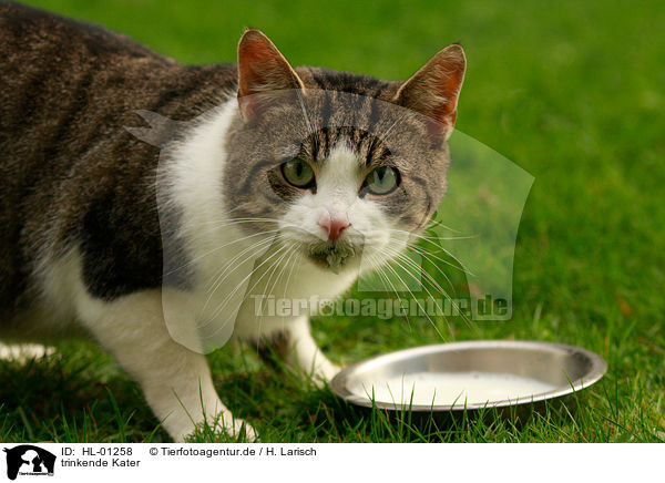 trinkende Kater / drinking tomcat / HL-01258