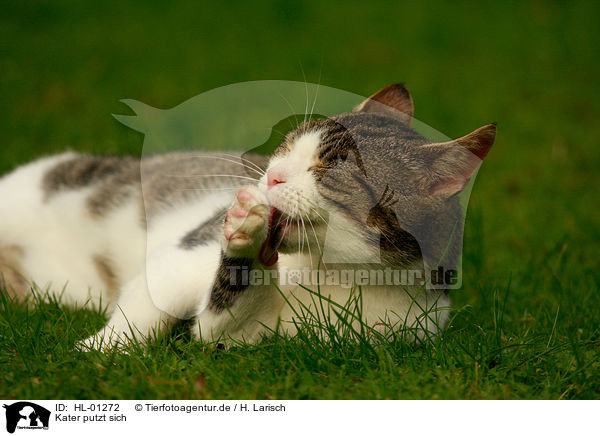 Kater putzt sich / tomcat is cleaning itself / HL-01272