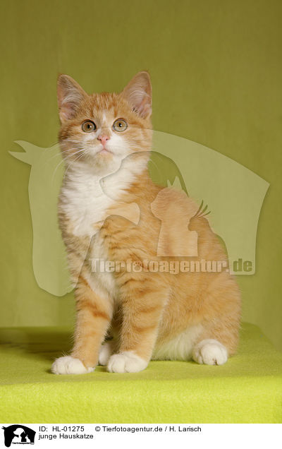 junge Hauskatze / young cat / HL-01275