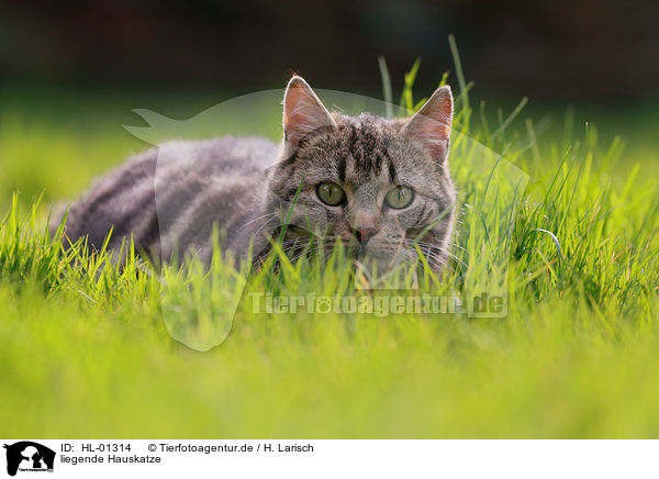 liegende Hauskatze / lying cat / HL-01314