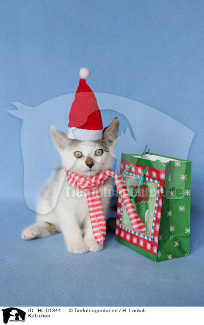 Ktzchen / Kitten / HL-01344