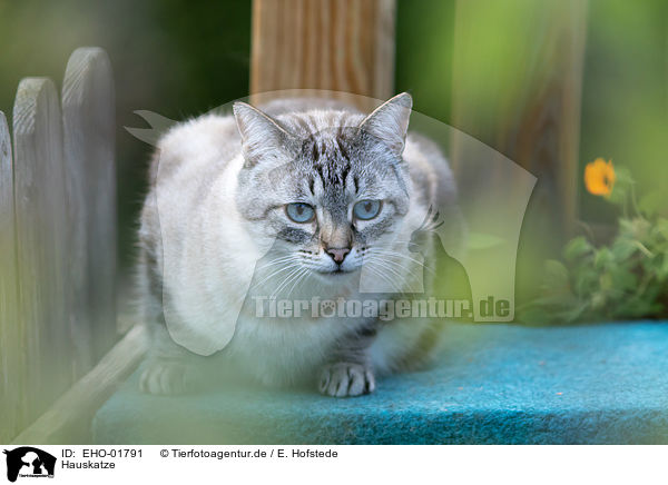 Hauskatze / domestic cat / EHO-01791