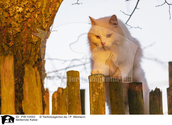 kletternde Katze / climbing cat / PW-10493